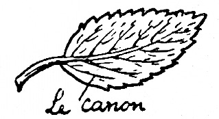 leaf labelled as canon